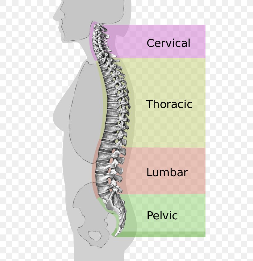 Vertebral Column Neutral Spine Lumbar Vertebrae Ligament, PNG, 512x846px, Watercolor, Cartoon, Flower, Frame, Heart Download Free