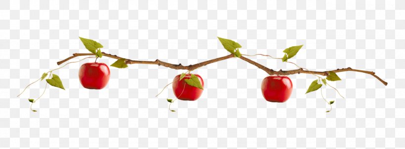 Apple, PNG, 1280x474px, Apple, Animation, Auglis, Branch, Cherry Download Free