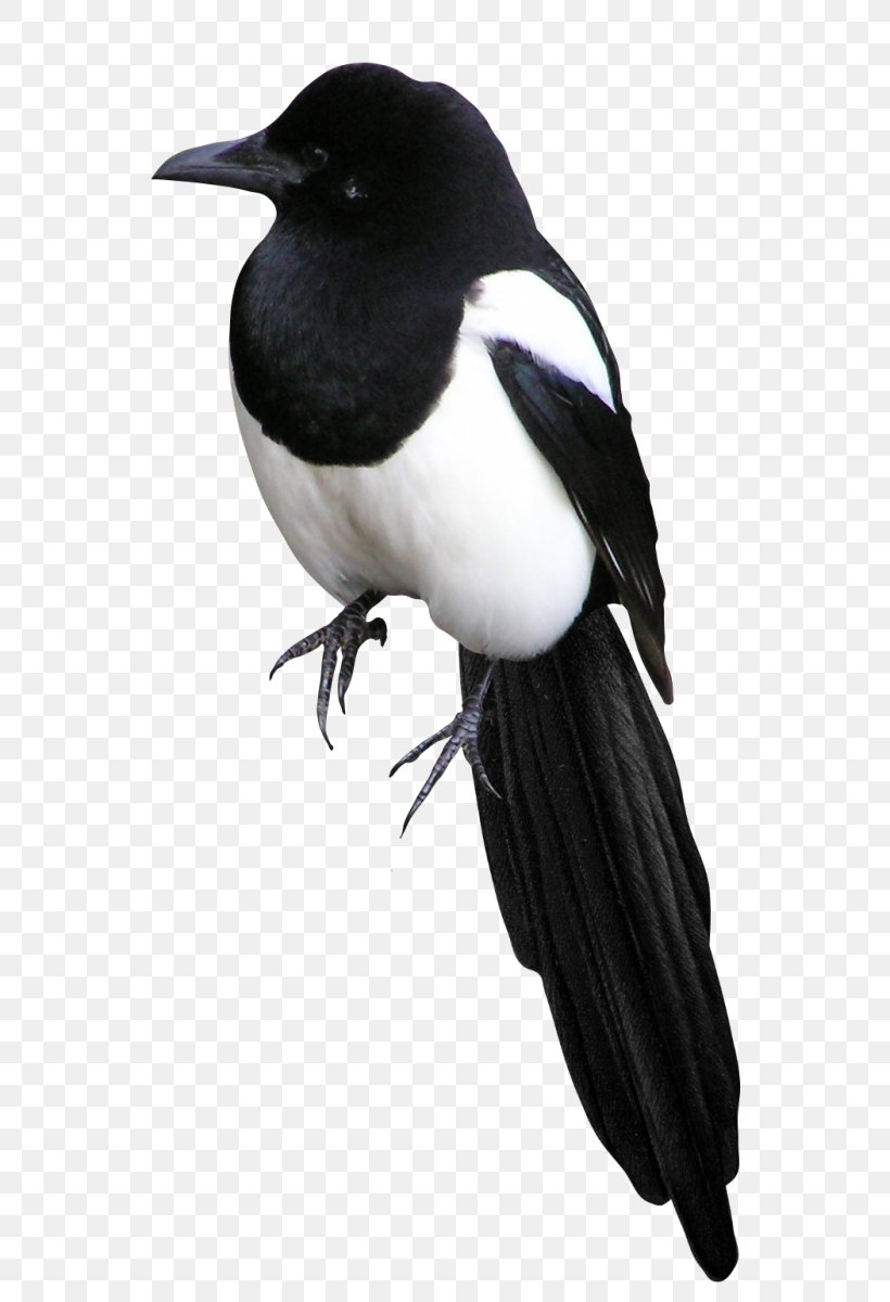 Bird Eurasian Magpie Clip Art, PNG, 650x1200px, Bird, Beak, Black And White, Crow, Crow Like Bird Download Free