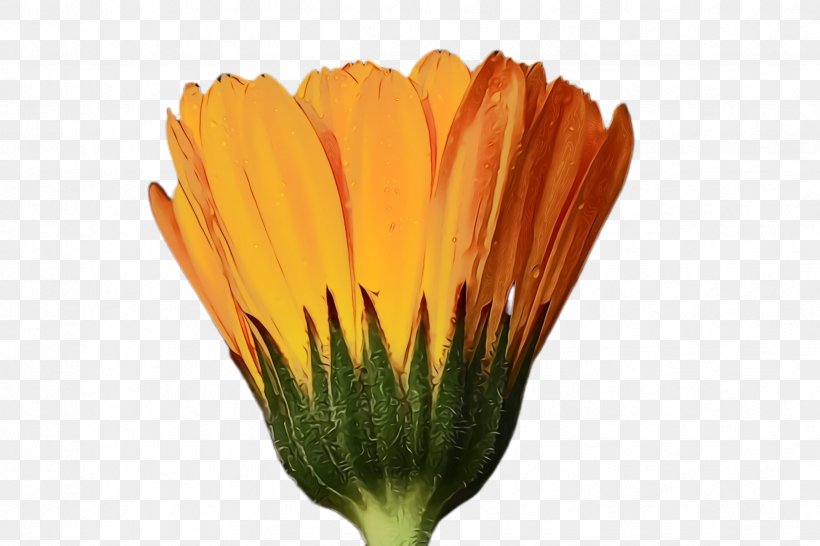 Blossom Background, PNG, 2448x1632px, Marigold, Barberton Daisy, Bloom, Blossom, Calendula Download Free