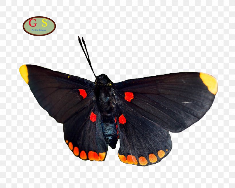Brush-footed Butterflies Moth Butterfly, PNG, 1000x800px, Brushfooted Butterflies, Arthropod, Brush Footed Butterfly, Butterfly, Insect Download Free