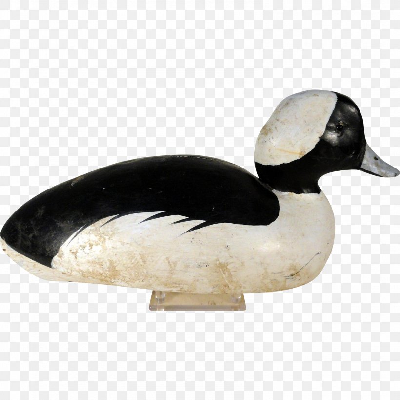 Duck Goose Fauna Beak, PNG, 1584x1584px, Duck, Beak, Bird, Ducks Geese And Swans, Fauna Download Free