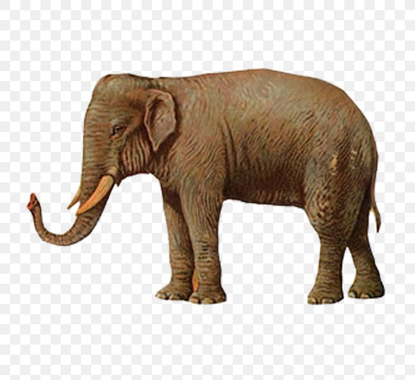 Elephant Illustration, PNG, 750x750px, Elephant, African Elephant, Animal, Cartoon, Elephants And Mammoths Download Free