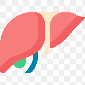 Liver - Simplified Liver Illustration For Healthcare PNG