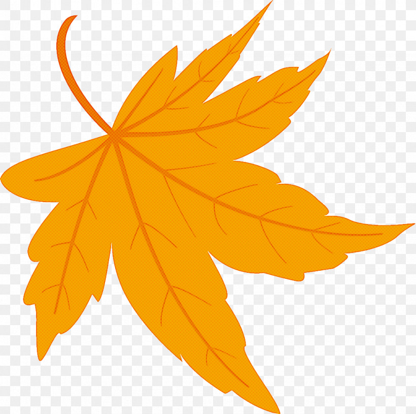 Maple Leaf Fallen Leaf Dead Leaf, PNG, 1026x1020px, Maple Leaf, Autumn, Autumn Leaf, Black Maple, Dead Leaf Download Free