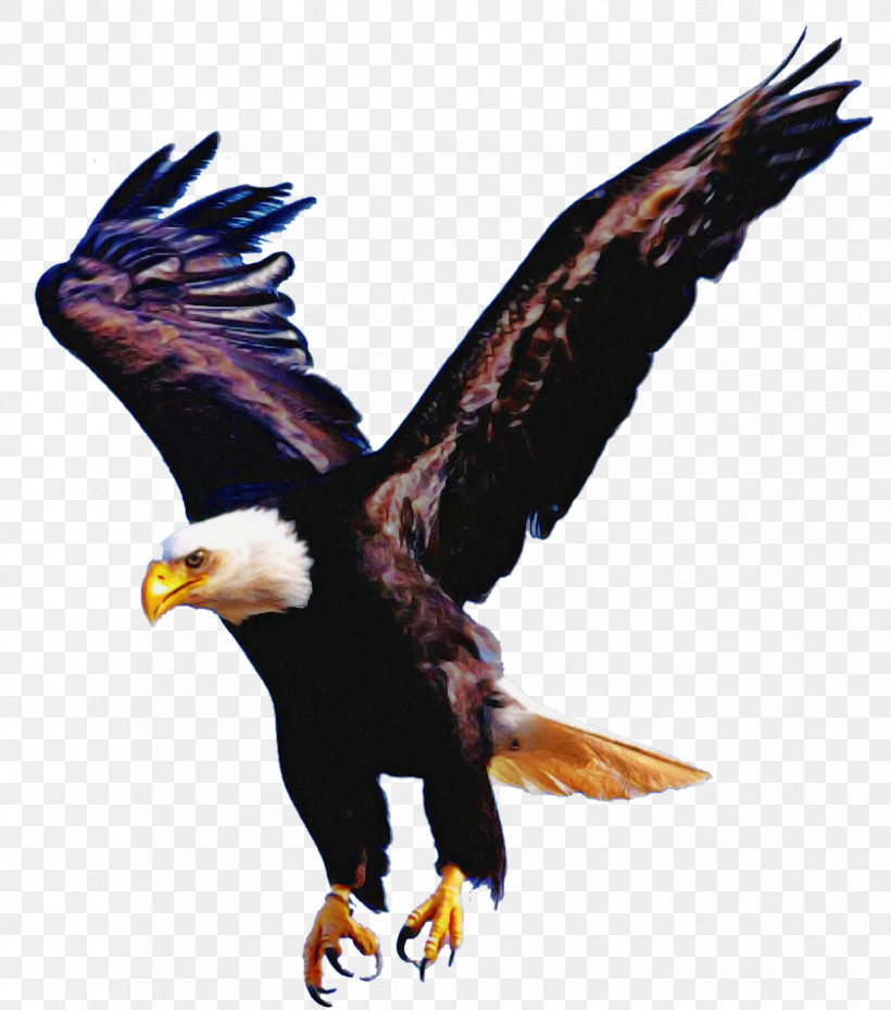 Bird Bird Of Prey Eagle Accipitridae Bald Eagle, PNG, 840x952px, Bird, Accipitridae, Bald Eagle, Beak, Bird Of Prey Download Free