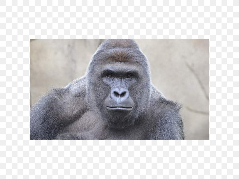 Cincinnati Zoo And Botanical Garden Gorilla Killing Of Harambe Ape, PNG, 615x615px, Cincinnati Zoo And Botanical Garden, Animal, Ape, Captive Breeding, Captivity Download Free