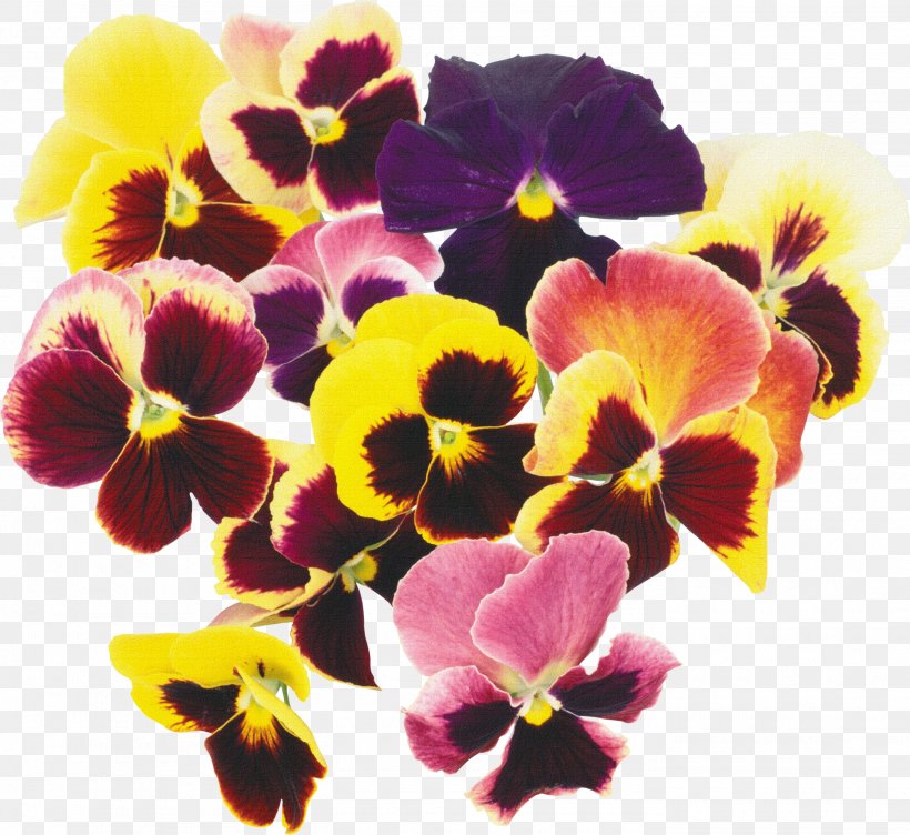 Pansy Flower Plant Blossom Clip Art, PNG, 2800x2570px, Pansy, Annual Plant, Biennial Plant, Blossom, Flower Download Free