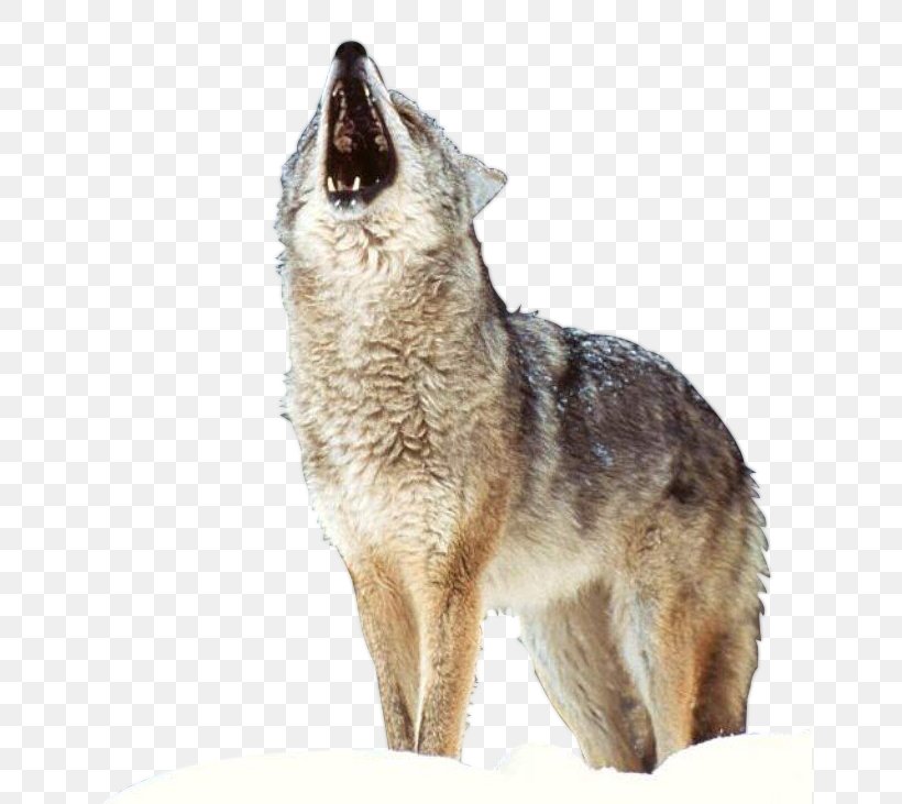 Siberian Husky German Shepherd Puppy Arctic Wolf Wolf Wallpapers, PNG, 656x731px, Siberian Husky, Animal, Arctic Wolf, Carnivoran, Carnivore Download Free