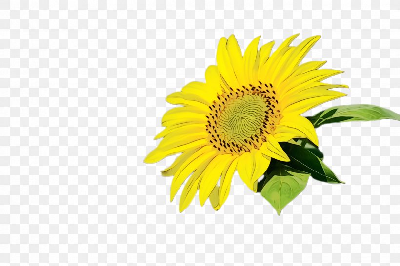 Sunflower, PNG, 2448x1632px, Watercolor, Cut Flowers, Daisy Family, Flower, Flowering Plant Download Free