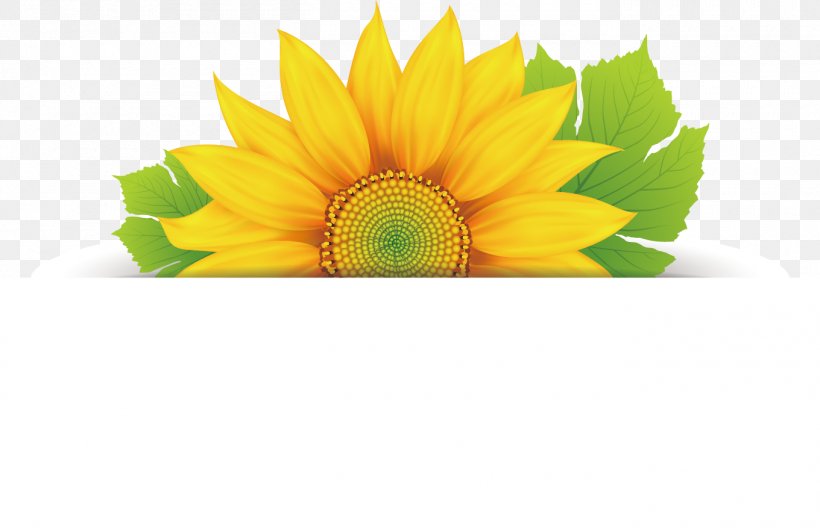 Flower Floral Design Clip Art, PNG, 1360x877px, Flower, Art, Daisy Family, Floral Design, Flower Bouquet Download Free