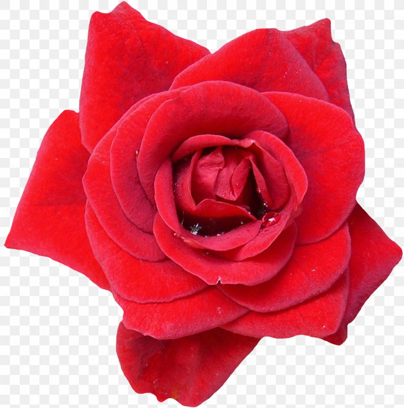 Garden Roses Flower Blue Rose Red, PNG, 1268x1280px, Rose, Blue Rose, China Rose, Cut Flowers, Floribunda Download Free