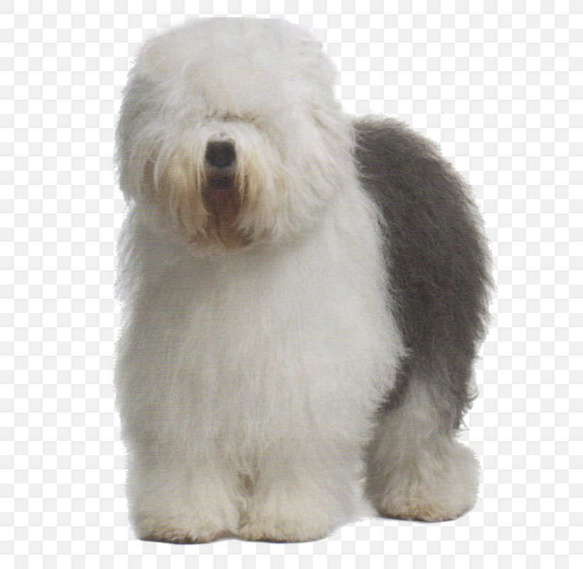 Old English Sheepdog Sheltie Tibetan Terrier Greater Swiss Mountain Dog Australian Cattle Dog, PNG, 590x800px, Old English Sheepdog, Australian Cattle Dog, Bernese Mountain Dog, Bolognese, Breed Download Free