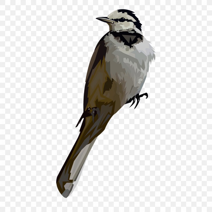 Bird Beak Northern Grey Shrike Loggerhead Shrike Perching Bird, PNG, 1280x1280px, Bird, Beak, Bulbul, Cuckoo, Cuculiformes Download Free