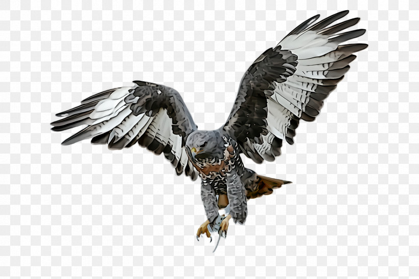Bird Bird Of Prey Eagle Golden Eagle Beak, PNG, 2452x1632px, Bird, Accipitridae, Beak, Bird Of Prey, Eagle Download Free