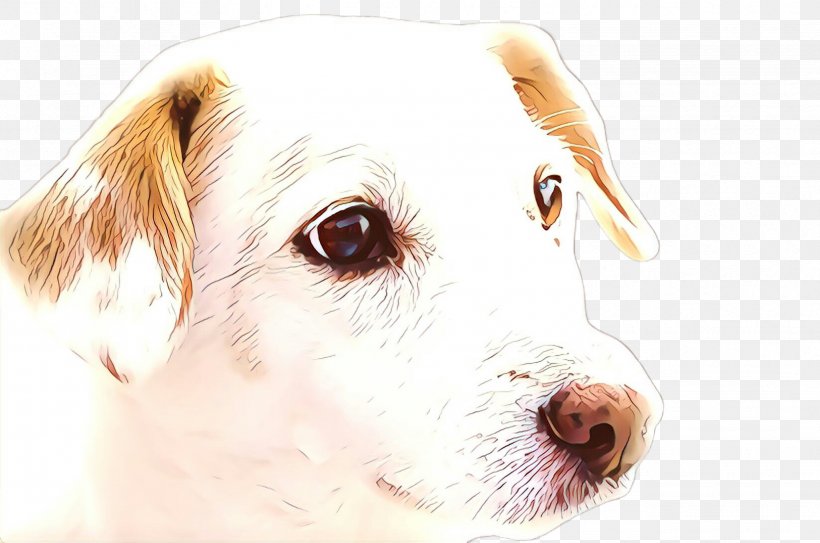 Dog Drawing, PNG, 2455x1628px, Cartoon, Breed, Canidae, Carnivore, Companion Dog Download Free