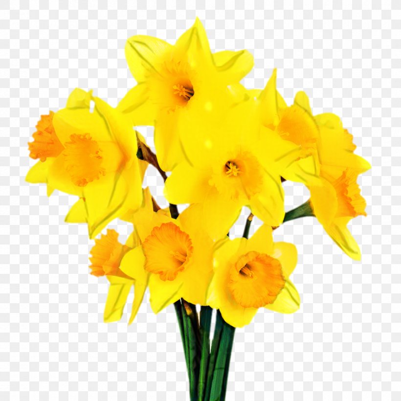 Flowers Background, PNG, 900x900px, Daffodil, Amaryllis Family, Artificial Flower, Bouquet, Cattleya Download Free