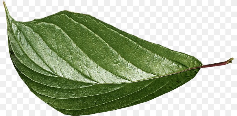 Leaf Green, PNG, 800x401px, Leaf, Designer, Green, Plant, Resource Download Free