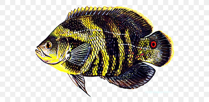 Oscar Common Carp Aquarium Freshwater Fish, PNG, 640x400px, Oscar, Angling, Aquarium, Cichlid, Common Carp Download Free