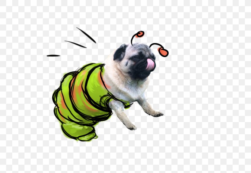 Pug Puppy Dog Breed Toy Dog Canidae, PNG, 567x567px, Pug, Animal, Breed, Canidae, Carnivoran Download Free