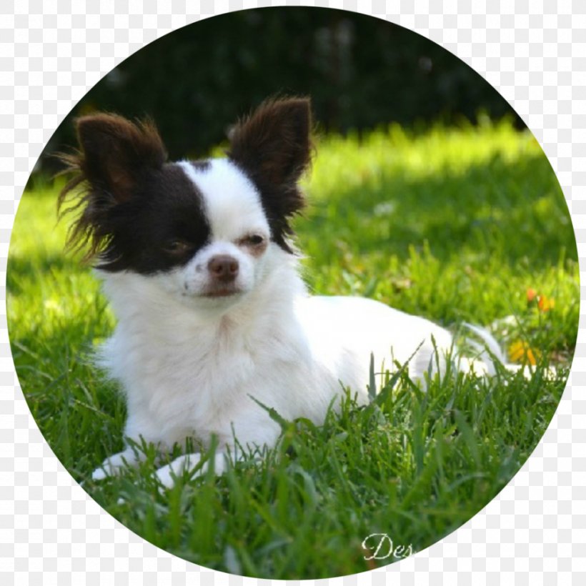 Chihuahua Phalène Puppy Papillon Dog Dog Breed, PNG, 900x900px, Chihuahua, Breed, Carnivoran, Companion Dog, Dog Download Free