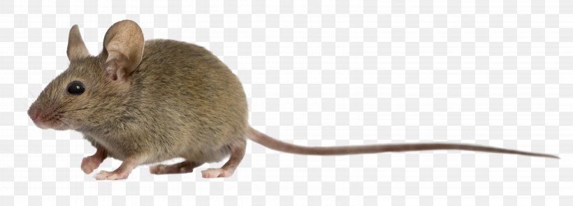 Computer Mouse Rat Photography, PNG, 6498x2345px, Mouse, Animal Figure, Apodemus, Computer Mouse, Degu Download Free