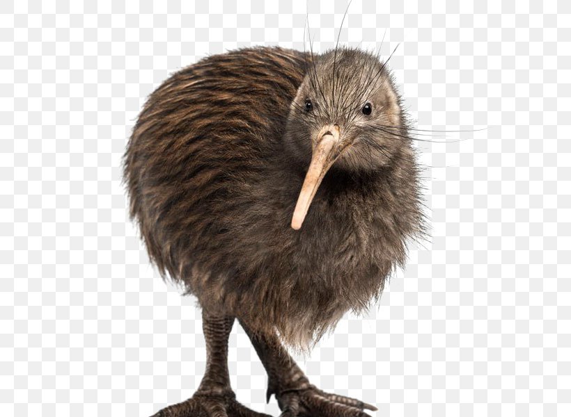 Flightless Bird Southern Brown Kiwi Great Spotted Kiwi Little Spotted Kiwi, PNG, 800x600px, Bird, Animal, Beak, Emu, Flightless Bird Download Free