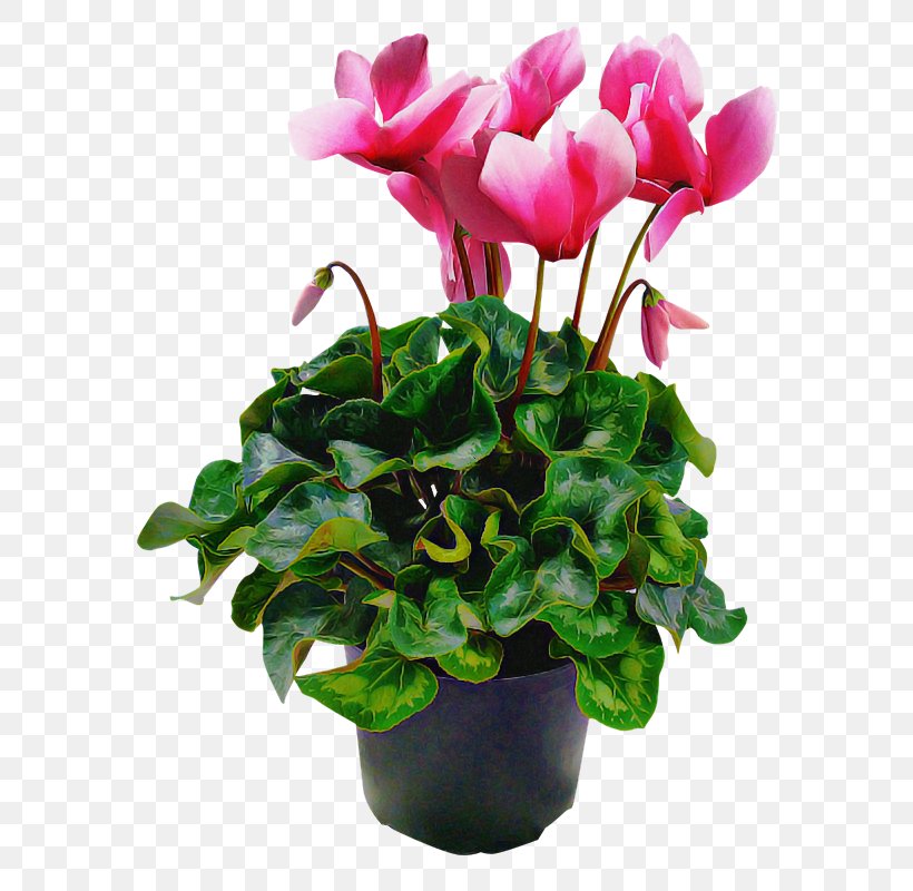 Flower Plant Flowerpot Pink Cyclamen, PNG, 800x800px, Flower, Anthurium, Cyclamen, Flowerpot, Herbaceous Plant Download Free