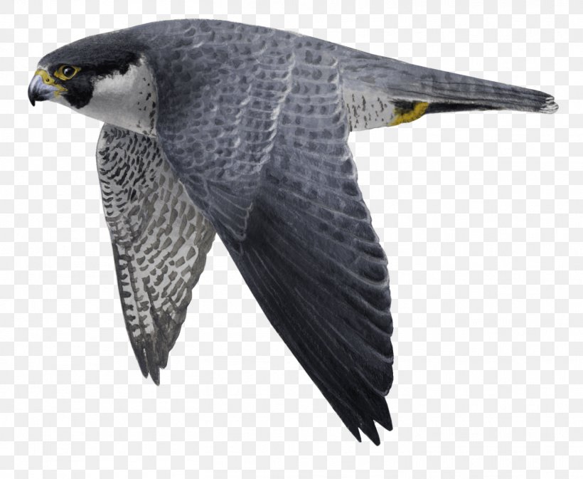 Hawk Buzzard Eagle Fauna Beak, PNG, 1462x1200px, Hawk, Accipitriformes, Beak, Bird, Bird Of Prey Download Free