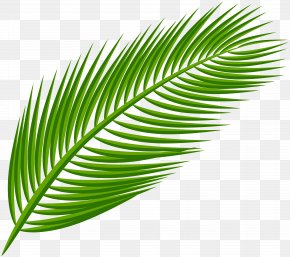 Palm Leaf Transparent Clip Art Image - Arecaceae Leaf Clip Art PNG