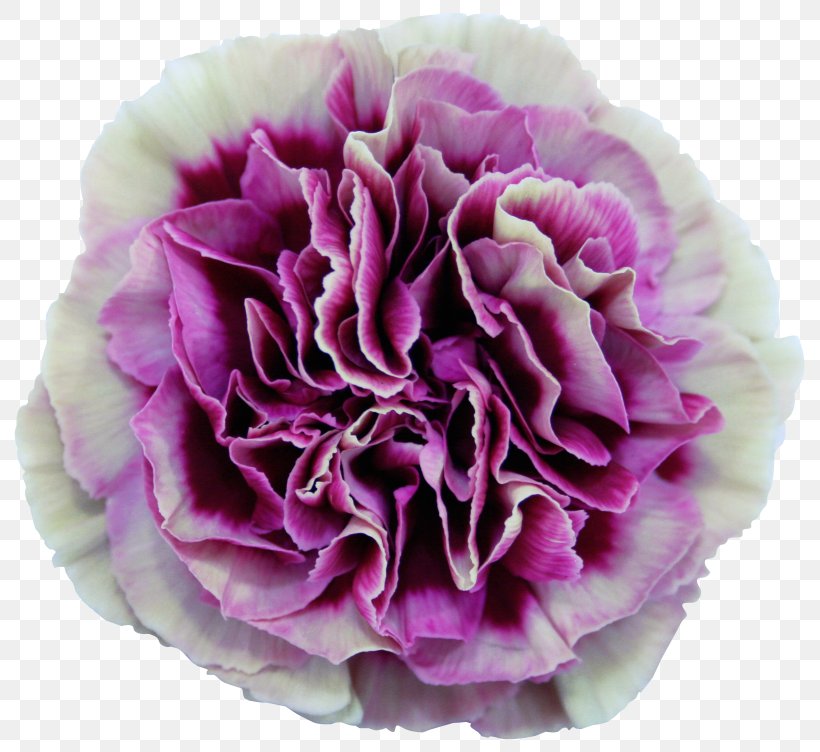 Carnation Centifolia Roses Cut Flowers Dianthus Chinensis Plant, PNG, 2460x2256px, Carnation, Blue, Centifolia Roses, Color, Cut Flowers Download Free