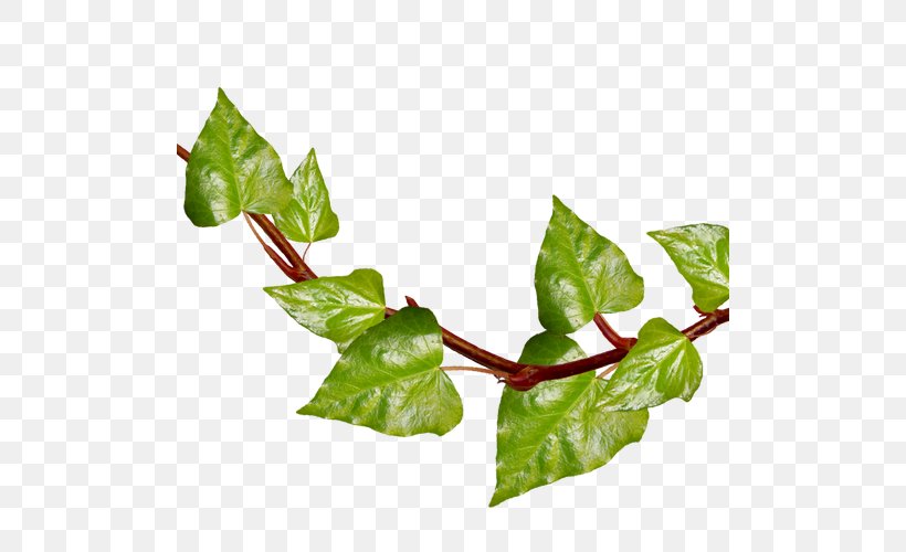 Ivy Leaf Vine Plant Clip Art, PNG, 500x500px, Ivy, Aquifoliaceae, Art, Branch, Ivy Family Download Free