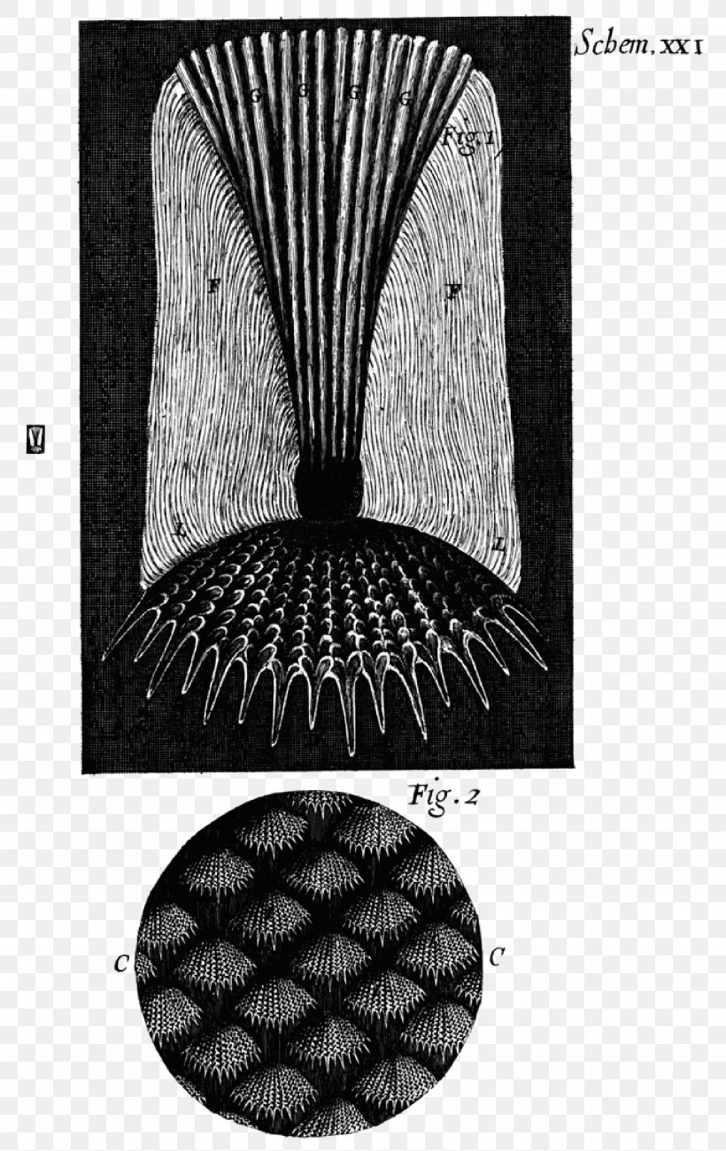 Micrographia Microscope Science Image Book, PNG, 1887x2995px, Micrographia, Black And White, Book, Botanical Illustration, Cell Download Free