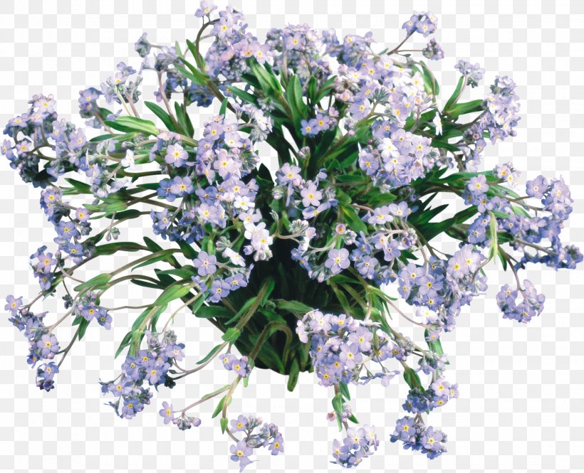 Scorpion Grasses Flower Desktop Wallpaper Daffodil English Lavender, PNG, 1856x1506px, Scorpion Grasses, Cut Flowers, Daffodil, Digital Image, English Lavender Download Free