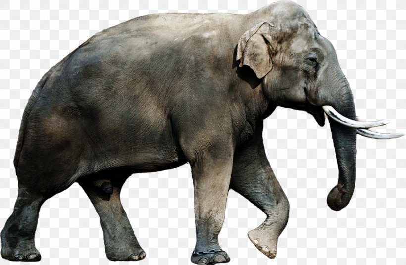 African Bush Elephant Indian Elephant African Forest Elephant, PNG, 1024x669px, African Bush Elephant, African Elephant, African Forest Elephant, Asian Elephant, Digital Cameras Download Free