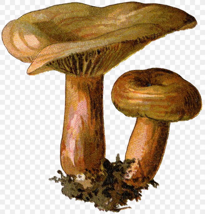 Edible Mushroom Fungus Botanical Illustration Mycology, PNG, 1720x1800px, Mushroom, Agaric, Agaricaceae, Agaricomycetes, Bolete Download Free