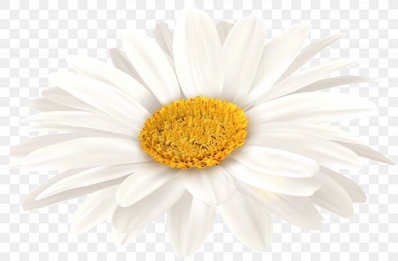 Oxeye Daisy Transvaal Daisy Chrysanthemum Floristry Petal, PNG, 6000x3937px, Flower, Chrysanthemum, Chrysanths, Close Up, Common Daisy Download Free
