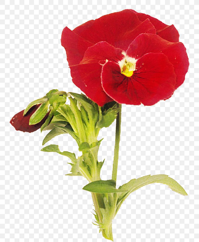 Pansy Cut Flowers Flowerpot Plant Stem Annual Plant, PNG, 742x995px, Pansy, Annual Plant, Cut Flowers, Flower, Flowering Plant Download Free