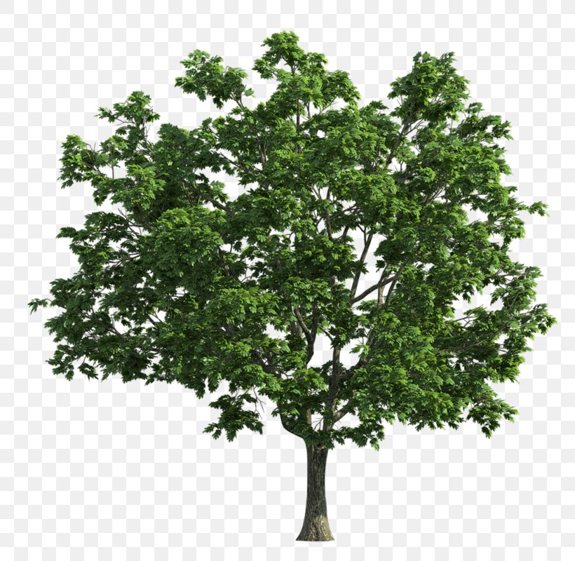 Tree Green, PNG, 800x800px, Tree, Branch, Forest, Green, Green Wood Download Free