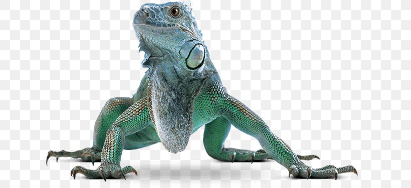 Common Iguanas Green Iguana Lizard Iguanomorpha Stock Photography, PNG, 700x376px, Common Iguanas, Amphibian, Animal, Colourbox, Dots Per Inch Download Free
