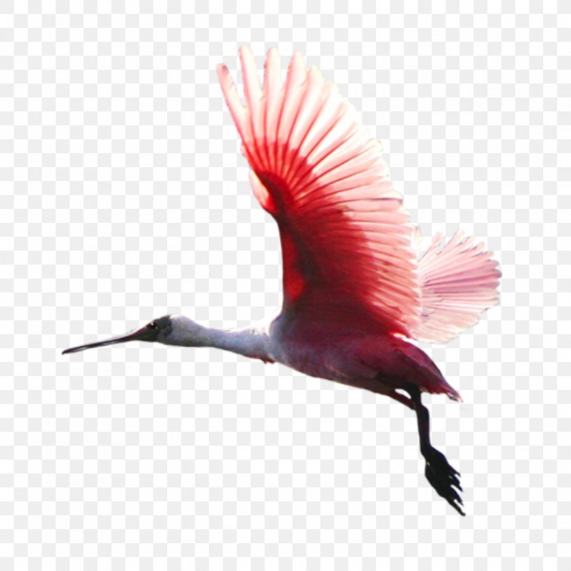 Feather, PNG, 1317x1317px, Bird, Beak, Feather, Hummingbird, Ibis Download Free