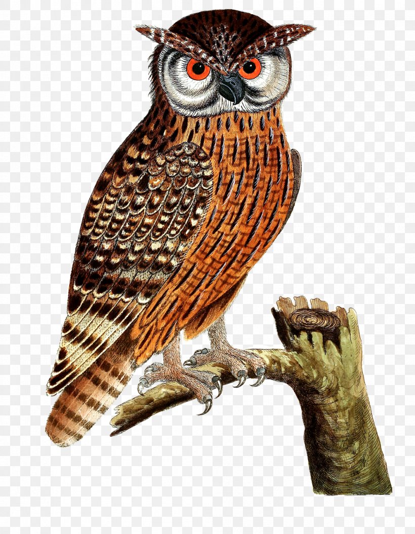 Great Horned Owl Bird Of Prey Eurasian Eagle-owl, PNG, 995x1280px, Owl, Barred Owl, Beak, Bird, Bird Of Prey Download Free