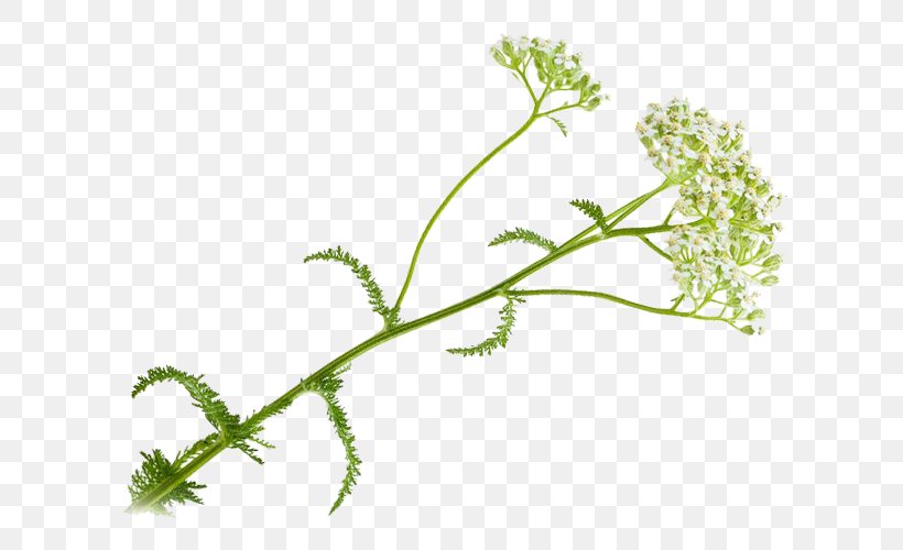 Leaf Vegetable Grasses Herbalism, PNG, 640x500px, Leaf Vegetable, Branch, Branching, Flora, Flower Download Free