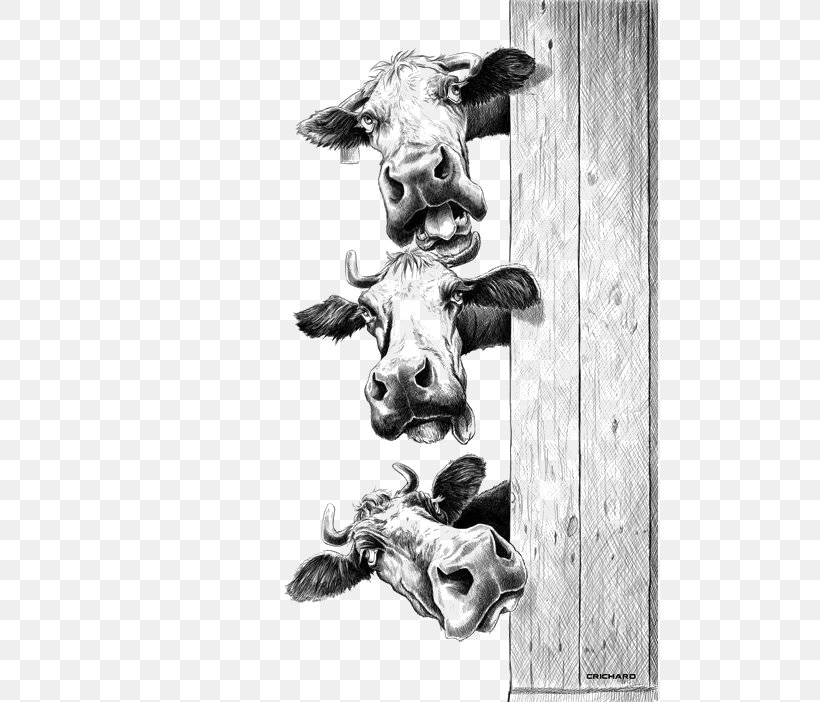 Quick, Draw! Cattle Drawing Idea, PNG, 496x702px, Quick Draw, Art, Barnyard, Black And White, Bone Download Free