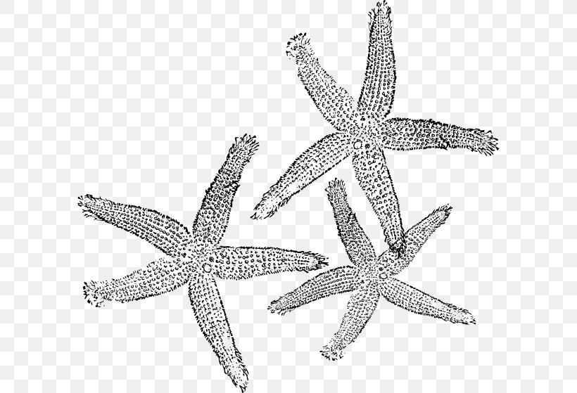 Silver Background, PNG, 600x559px, Starfish, Body Jewellery, Jewellery, Silver Download Free