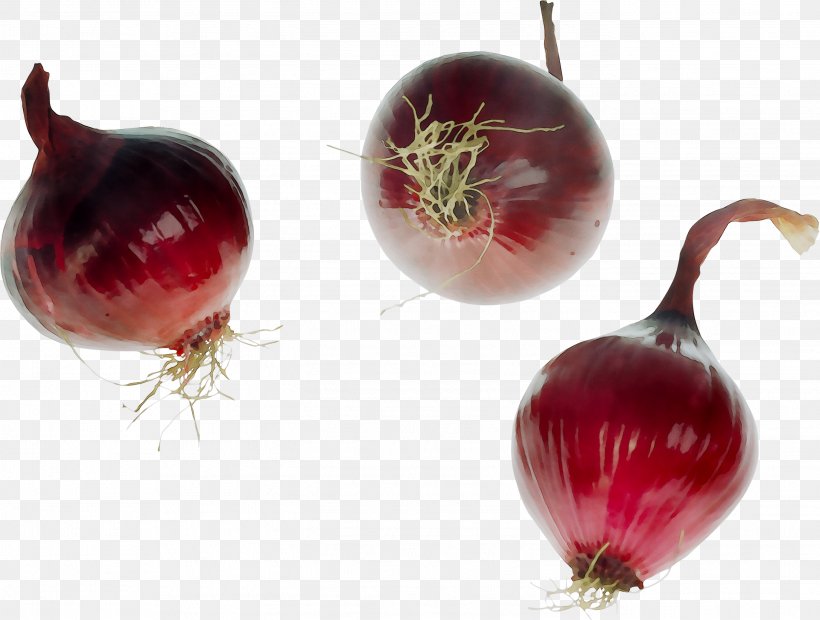 Yellow Onion Shallots Beetroots Food Red Onion, PNG, 2741x2073px, Yellow Onion, Allium, Amaryllis Family, Beetroots, Flowering Plant Download Free