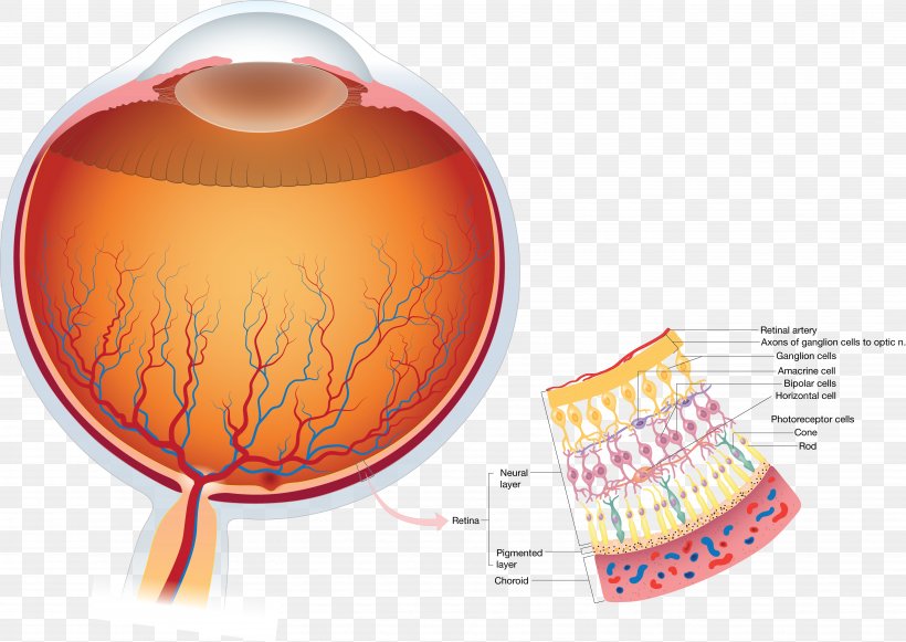 Retina Human Eye Anatomy Visual Perception, PNG, 5298x3759px, Watercolor, Cartoon, Flower, Frame, Heart Download Free