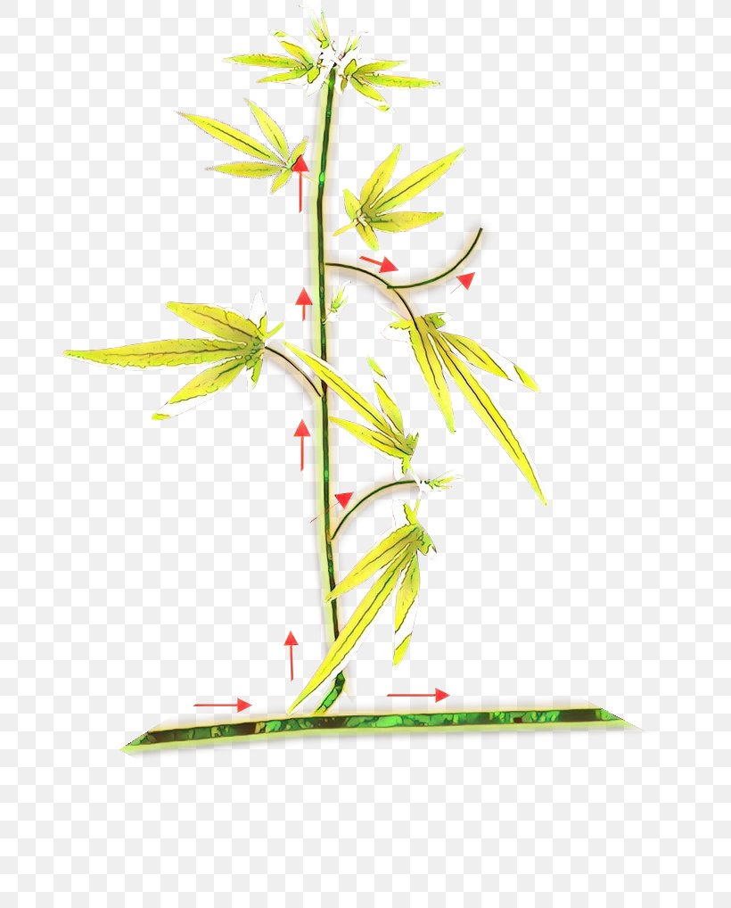Family Tree Background, PNG, 686x1018px, Plant Stem, Bamboo, Branch, Flower, Grass Download Free
