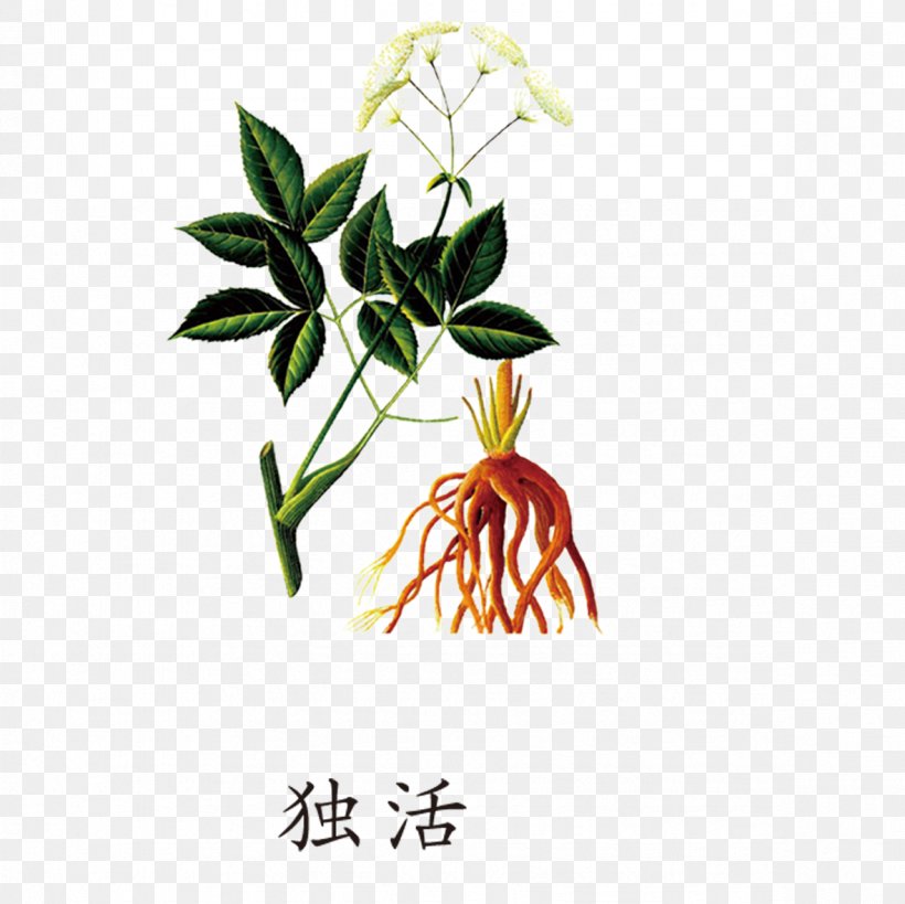 Female Ginseng Angelica Dahurica Angelica Archangelica Extract Traditional Chinese Medicine, PNG, 1181x1181px, Female Ginseng, Angelica Archangelica, Angelica Dahurica, Apiaceae, Branch Download Free