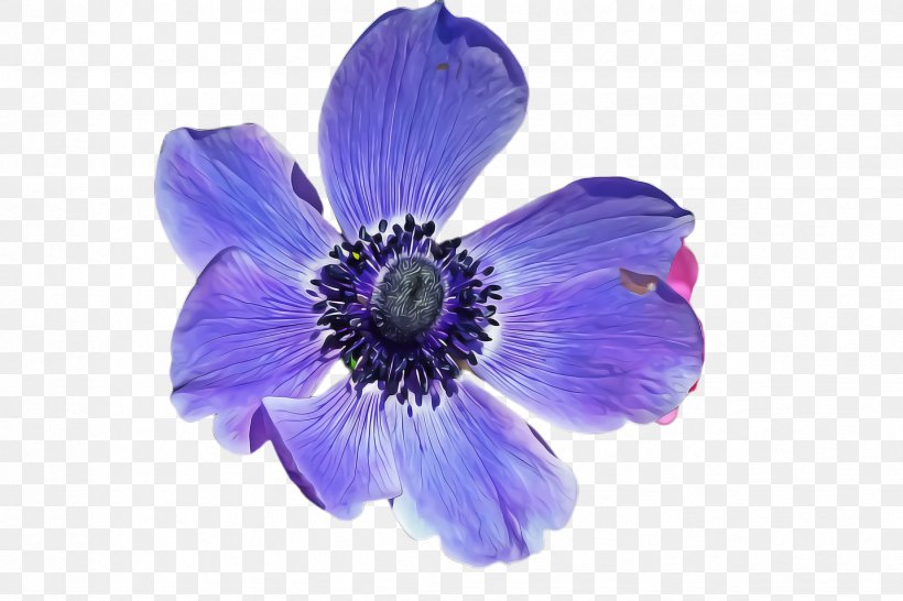 Flower Petal Blue Purple Violet, PNG, 2448x1632px, Flower, Anemone, Blue, Delphinium, Petal Download Free